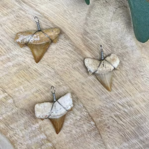 Fossiele Haaientand, Fossiele Haaientand aan ketting, Fossiele Haaientand verschillende kleuren en maten