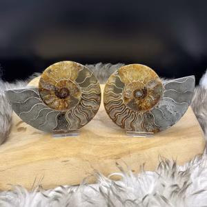 Ammoniet paar van 484 gram met duidelijk zichtbaar fossiel patroon, Gepolijst ammoniet paar met spiraalvormige structuur, Fossiel ammoniet paar met natuurlijke aardetinten en glans, Ammoniet fossielenpaar van 484 gram met unieke details, Decoratief ammoniet paar met spiraal en kristallijne accenten, Ammoniet fossiel paar met warme bruine en beige tinten