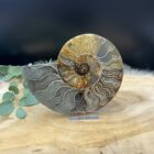 Ammoniet paar van 484 gram met duidelijk zichtbaar fossiel patroon, Gepolijst ammoniet paar met spiraalvormige structuur, Fossiel ammoniet paar met natuurlijke aardetinten en glans, Ammoniet fossielenpaar van 484 gram met unieke details, Decoratief ammoniet paar met spiraal en kristallijne accenten, Ammoniet fossiel paar met warme bruine en beige tinten