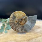 Ammoniet paar van 484 gram met duidelijk zichtbaar fossiel patroon, Gepolijst ammoniet paar met spiraalvormige structuur, Fossiel ammoniet paar met natuurlijke aardetinten en glans, Ammoniet fossielenpaar van 484 gram met unieke details, Decoratief ammoniet paar met spiraal en kristallijne accenten, Ammoniet fossiel paar met warme bruine en beige tinten