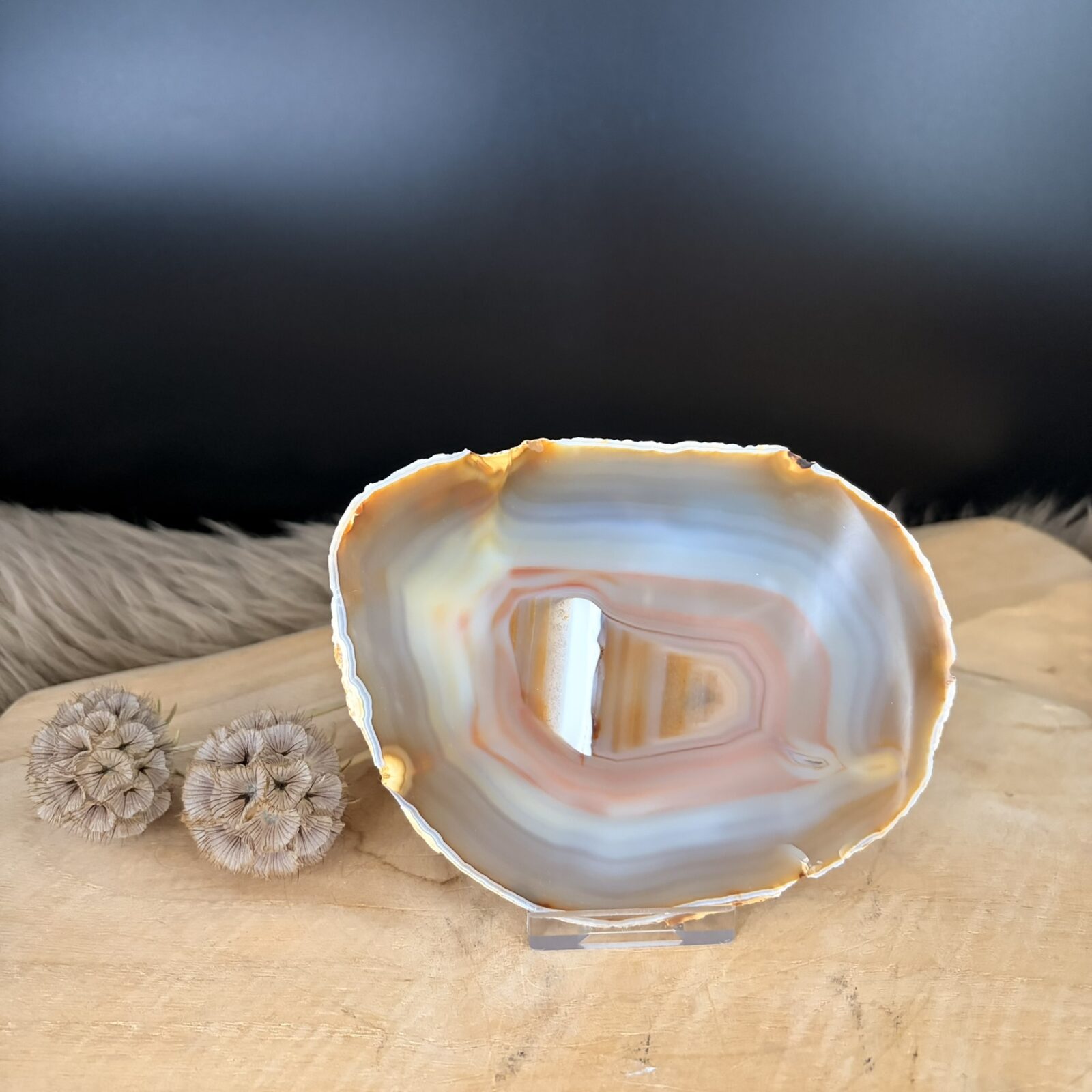 Vooraanzicht van de 13 cm lange Agaatschijf No.3 staand in een transparante steun, waardoor de unieke patronen volledig zichtbaar zijn.