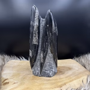 Orthoceras, Orthoceras toren, Fossiele orthoceras. Fossiel, Orthoceras in rustige omgeving