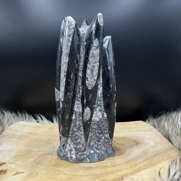 Orthoceras, Orthoceras toren, Orthoceras tower, Fossiele orthoceras. Fossiel, Orthoceras in rustige omgeving