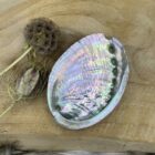 Glanzende Abalone schelp met parelmoer in natuurlijke lichtval, Abalone schelp gebruikt tijdens smudgeritueel met salie, Detailfoto van de binnenkant van een iriserende Abalone schelp, Abalone schelp op een houten altaar met edelstenen, Hand die een Abalone schelp vasthoudt in een meditatieve setting