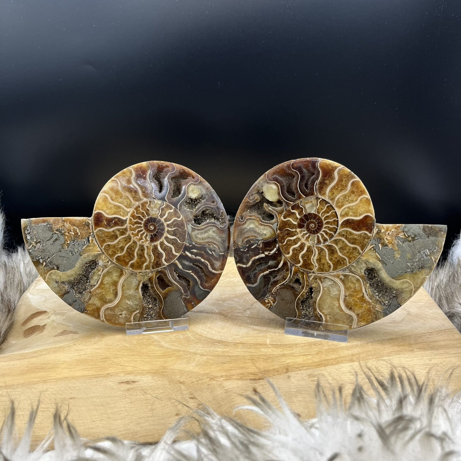 Ammoniet fossiel doorgeslepen in twee helften met zichtbare kamers, Gepolijste ammoniethelften met kristallijne binnenkant, Fossiel ammoniet paar in doorsnede met spiraalvormig patroon, Ammoniet fossiel in twee stukken met natuurlijke kristallen, Decoratieve ammoniethelften met glanzende fossiele structuren, Uniek ammoniet paar met zichtbare segmenten en aardse tinten
