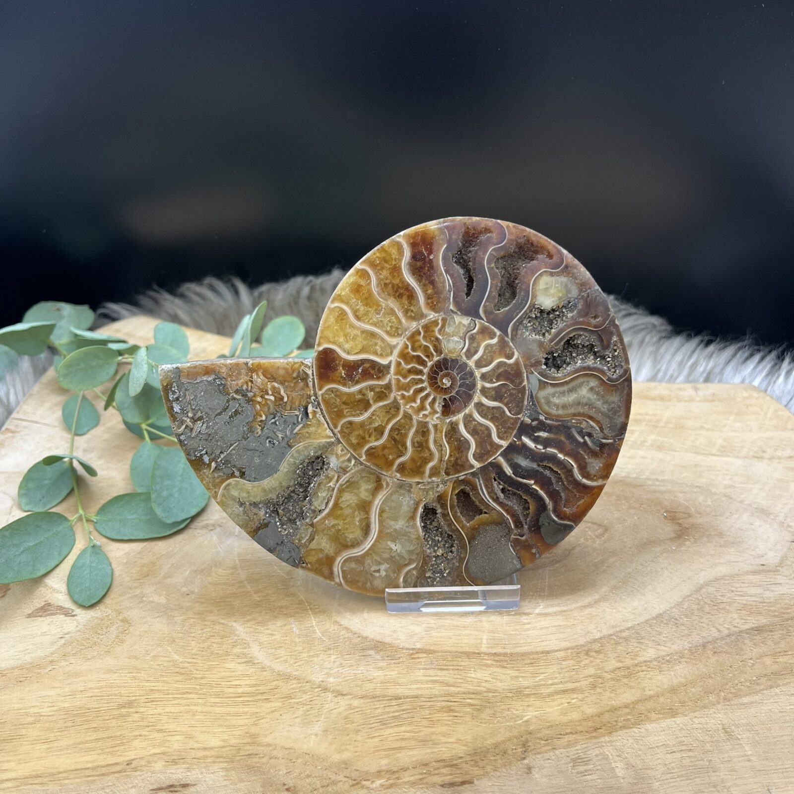 Ammoniet fossiel doorgeslepen in twee helften met zichtbare kamers, Gepolijste ammoniethelften met kristallijne binnenkant, Fossiel ammoniet paar in doorsnede met spiraalvormig patroon, Ammoniet fossiel in twee stukken met natuurlijke kristallen, Decoratieve ammoniethelften met glanzende fossiele structuren, Uniek ammoniet paar met zichtbare segmenten en aardse tinten