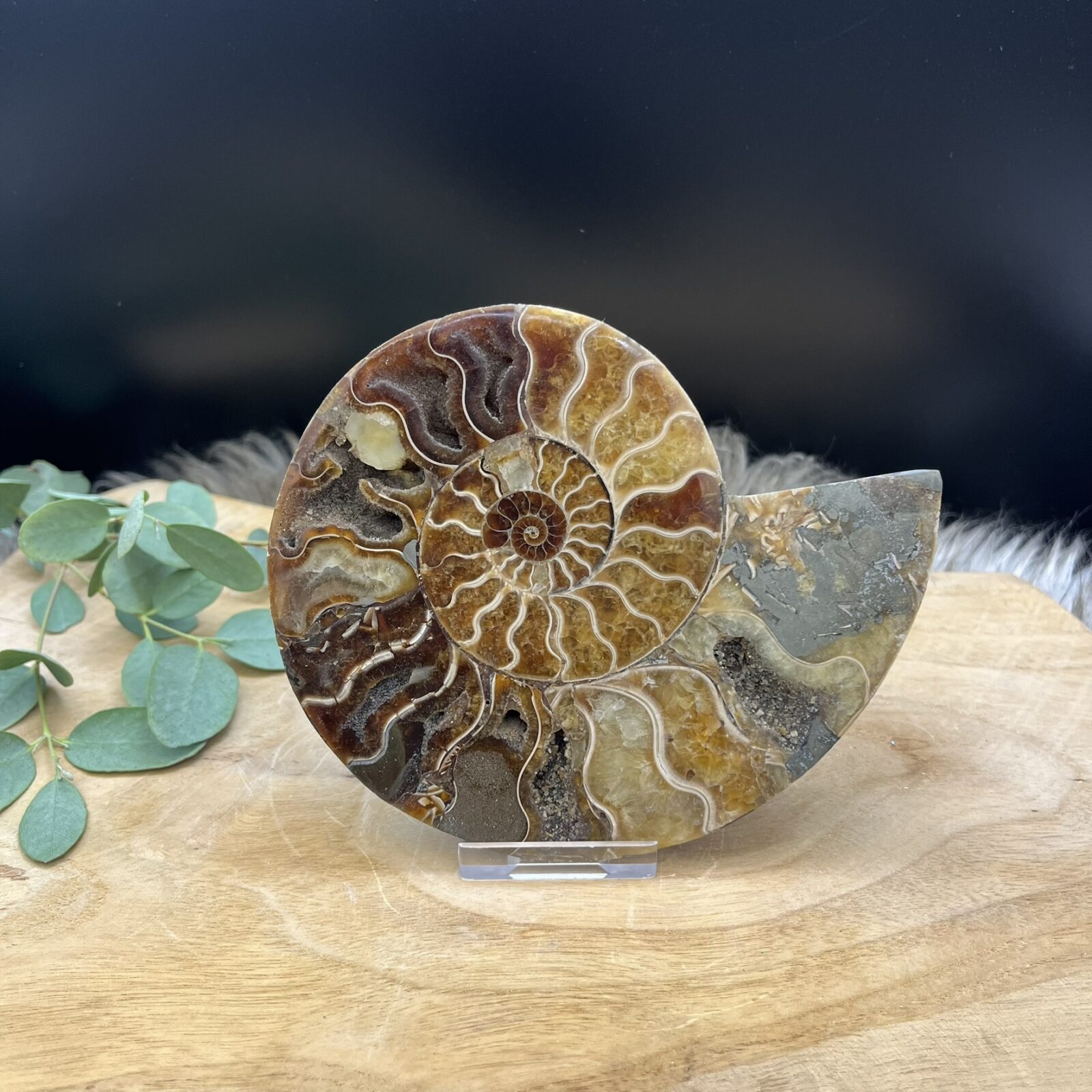 Ammoniet fossiel doorgeslepen in twee helften met zichtbare kamers, Gepolijste ammoniethelften met kristallijne binnenkant, Fossiel ammoniet paar in doorsnede met spiraalvormig patroon, Ammoniet fossiel in twee stukken met natuurlijke kristallen, Decoratieve ammoniethelften met glanzende fossiele structuren, Uniek ammoniet paar met zichtbare segmenten en aardse tinten