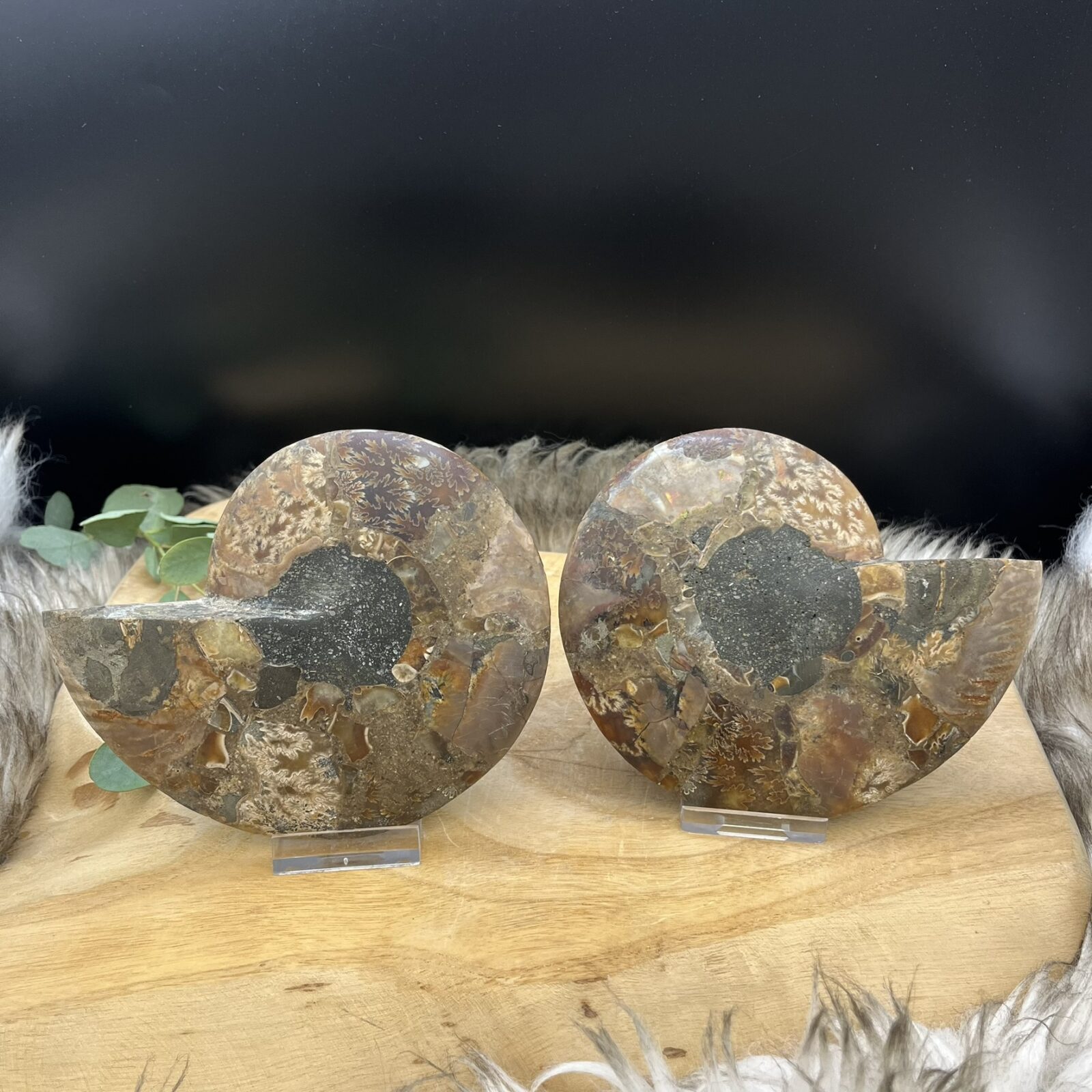 Ammoniet fossiel doorgeslepen in twee helften met zichtbare kamers, Gepolijste ammoniethelften met kristallijne binnenkant, Fossiel ammoniet paar in doorsnede met spiraalvormig patroon, Ammoniet fossiel in twee stukken met natuurlijke kristallen, Decoratieve ammoniethelften met glanzende fossiele structuren, Uniek ammoniet paar met zichtbare segmenten en aardse tinten