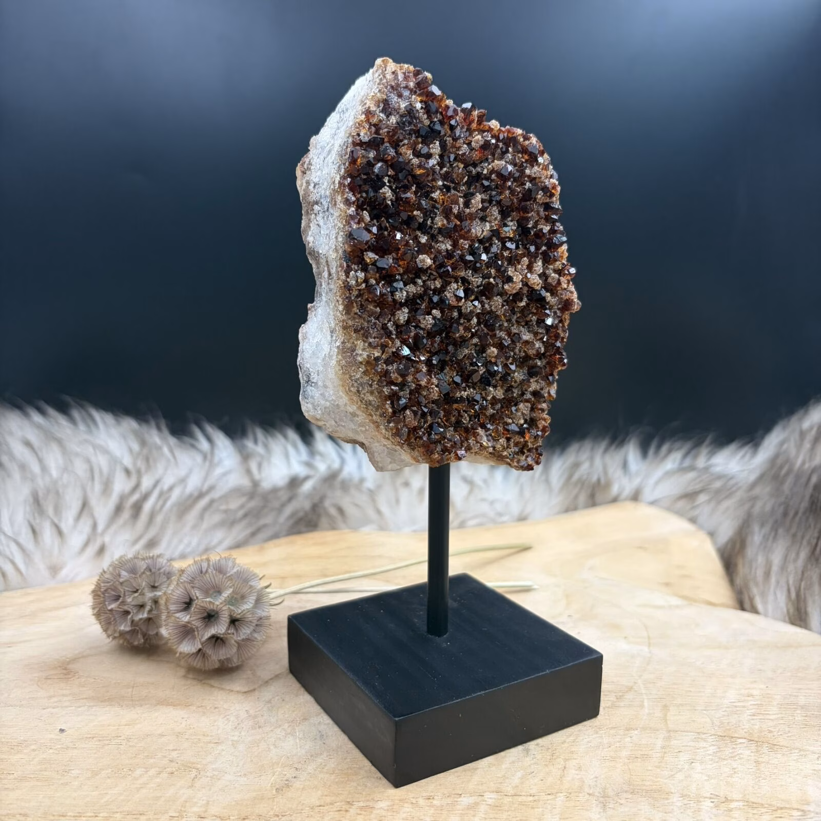 Natuurlijke citrien cluster op zwarte houten standaard met amberkleurige kristalpunten