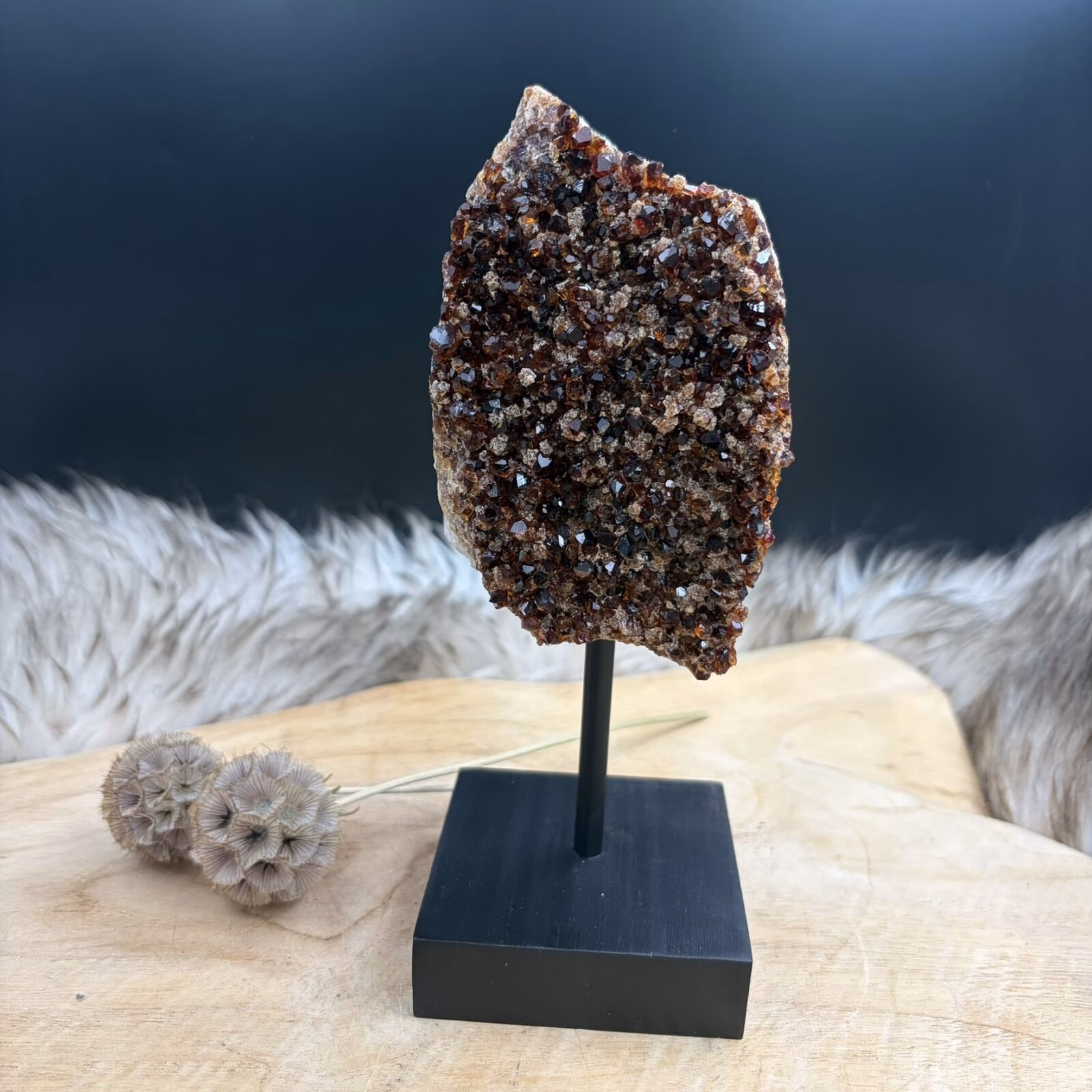 citrien geode op standaard met zwarte houten voet, citrien geode stijlvol tentoongesteld op donkere houten basis, glanzende citrien kristallen in open geode op standaard, natuurlijke citrien geode rechtop gepresenteerd als decorstuk, citrien edelsteen geode op stevige zwarte voet voor spirituele uitstraling, citrien cluster op houten standaard die warmte en licht verspreidt