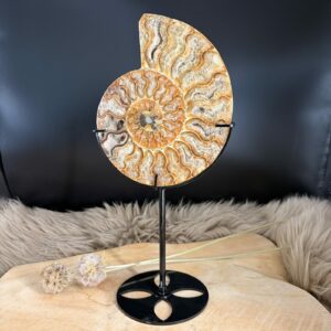 Authentieke ammoniet op zwarte standaard, 27 cm hoog, gepolijste kamers en ruwe achterzijde.