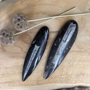 Orthoceras punt met fossiel patroon, orthoceras punt zwart met witte fossielen, gepolijste orthoceras punt met natuurlijke tekening, orthoceras punt close-up met detail van fossiel, orthoceras punt rechtop met spits uiteinde, fossiele orthoceras punt met glanzend oppervlak, orthoceras punt van bovenaf met zichtbare lijnen, orthoceras punt met contrast zwart en wit patroon, orthoceras punt zijaanzicht met strakke vorm, orthoceras