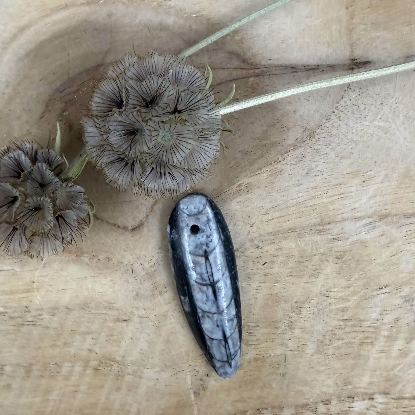 Close-up van de versteende kamers in een zwarte doorboorde Orthoceras hanger van 15 gram