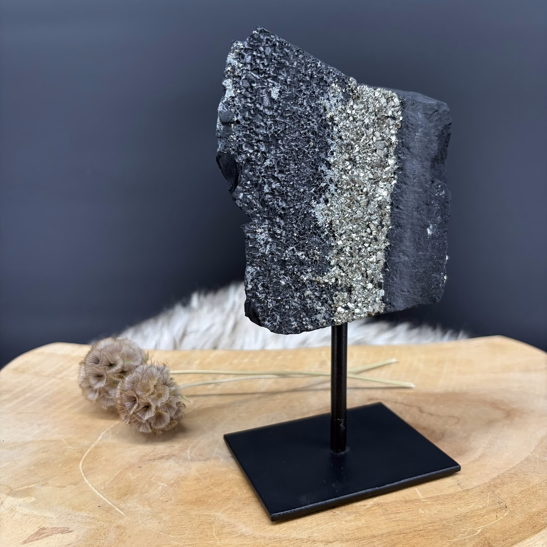 Shungiet en pyriet mineraal op zwarte standaard